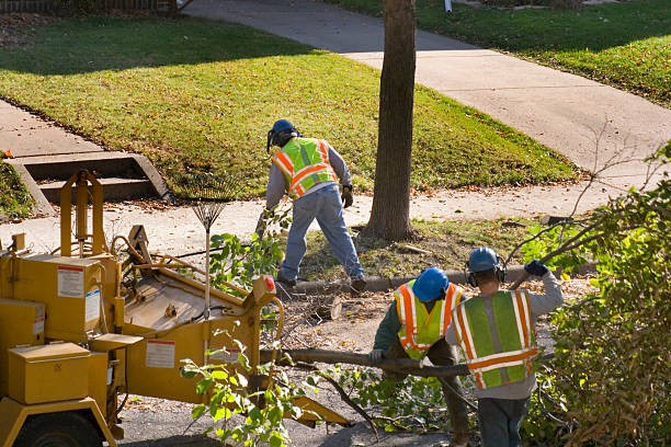 The Steps Involved in Our Tree Care Process in Coconut Creek, FL